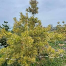 Сосна густоцветная Окулус Драконис (Pinus densiflora 'Oculus Draconis')