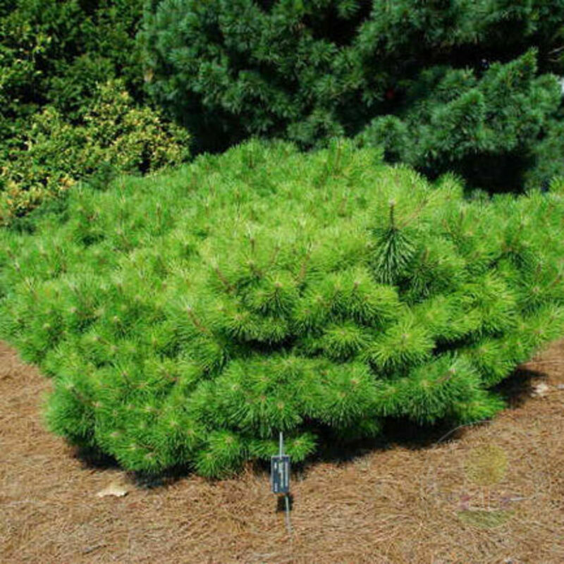 Сосна густоцветная Умбракулифера (Pinus densiflora 'Umbraculifera')