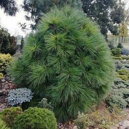 Сосна Джеффри (Pinus jeffreyi)