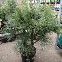Сосна Джеффри Йоппи (Pinus jeffreyi 'Joppi')