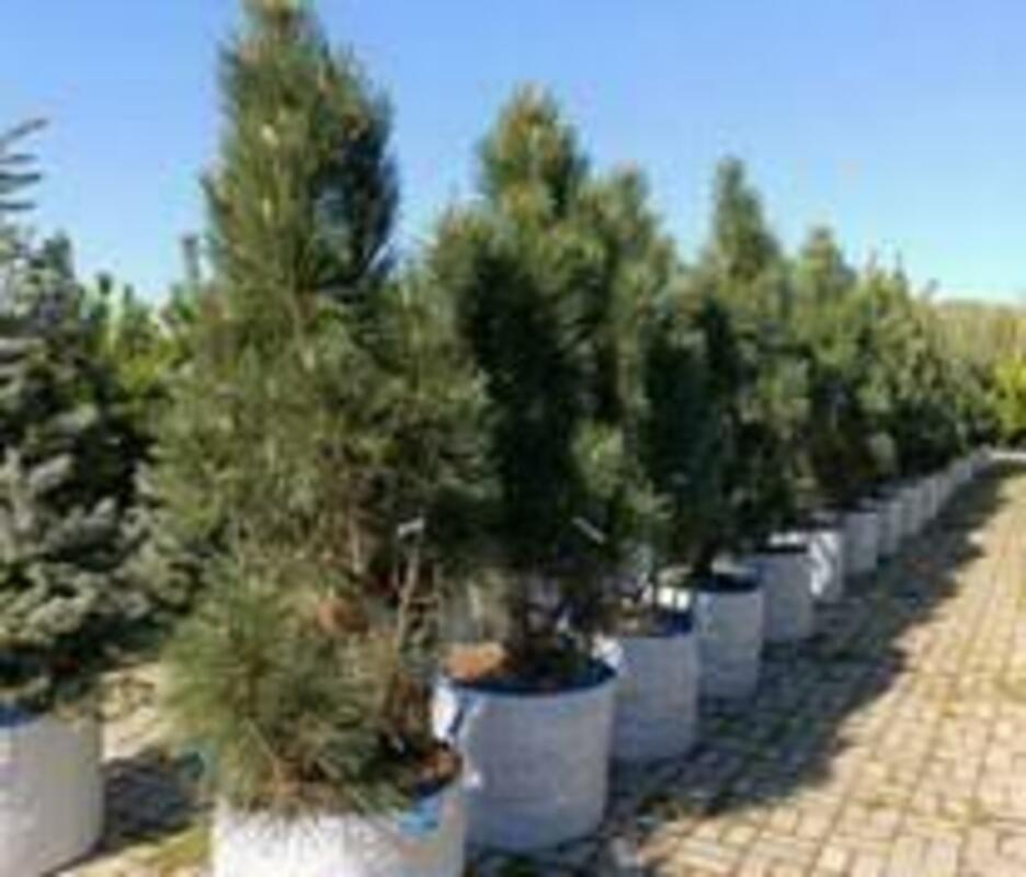 Сосна кедровая Блю Маунд (Pinus cembra 'Blue Mound')