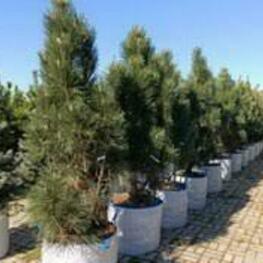 Сосна кедровая Блю Маунд (Pinus cembra 'Blue Mound')