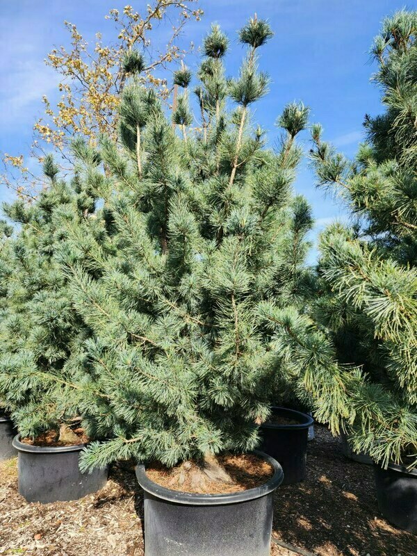 Сосна корейская Сильвер Лайнинг (Pinus koraiensis 'Silver Lining')