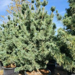 Сосна корейская Сильвер Лайнинг (Pinus koraiensis 'Silver Lining')