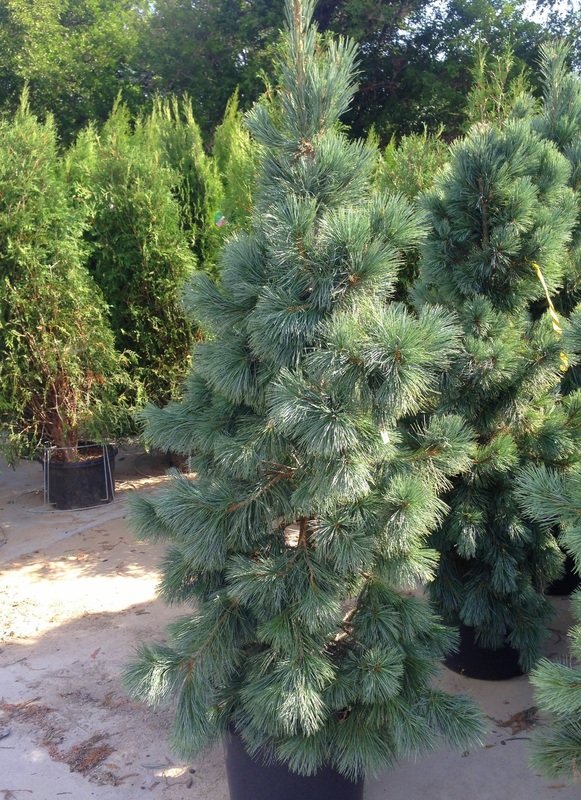 Сосна мягкая (Pinus flexilis)