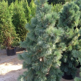 Сосна мягкая (Pinus flexilis)