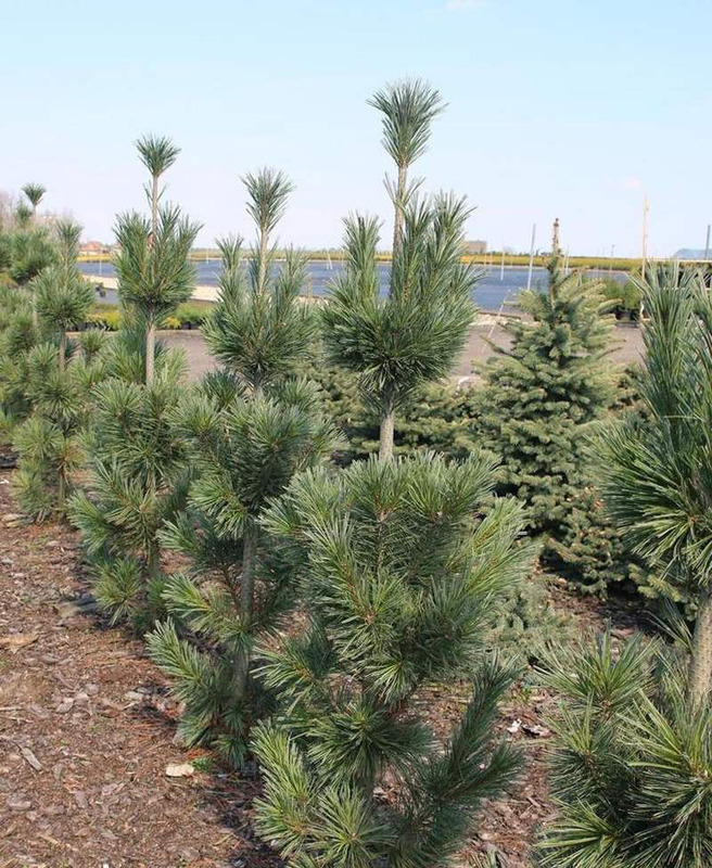 Сосна мягкая Вандервольфс (Pinus flexilis 'Vanderwolf\'s Pyramid')