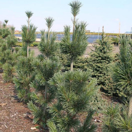 Сосна мягкая Вандервольфс (Pinus flexilis 'Vanderwolf\'s Pyramid')