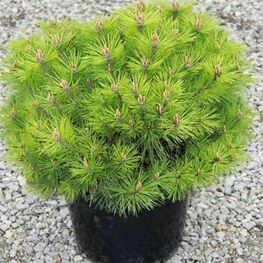 Сосна черная "Bambino"