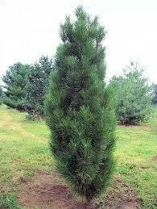 Сосна черная Грин Рокет (Pinus nigra 'Green Rocket')