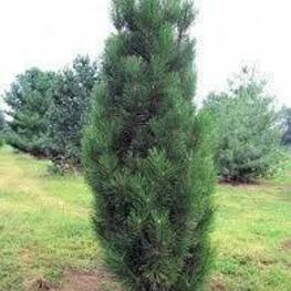 Сосна черная Грин Рокет (Pinus nigra 'Green Rocket')