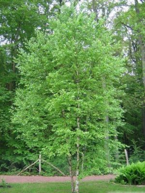 Береза пушистая (Betula pubescens)