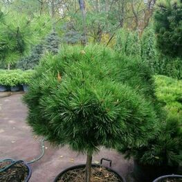 Сосна черная Цебенненсис Нана (Pinus nigra 'Cebennensis Nana')