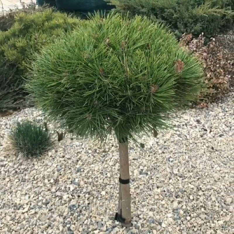 Сосна черная Брепо (Pinus nigra 'Brepo')