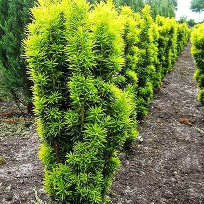 Тис ягодный Давид (Taxus baccata 'David')