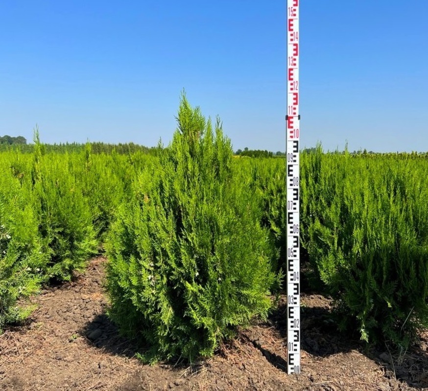 Туя восточная Мадуродам (Platycladus orientalis 'Madurodam')