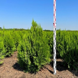 Туя восточная Мадуродам (Platycladus orientalis 'Madurodam')