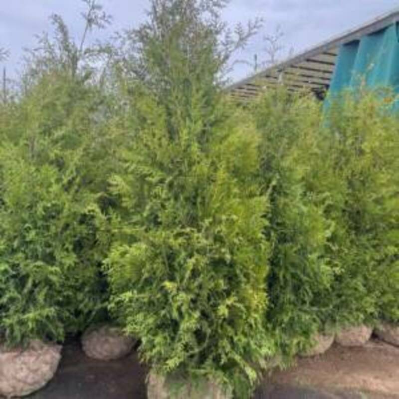 Туя восточная Морган (Platycladus orientalis 'Morgan')