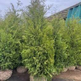 Туя восточная Морган (Platycladus orientalis 'Morgan')