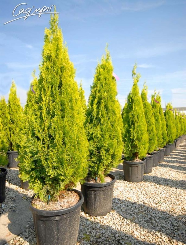 Туя восточная Пирамидалис Ауреа (Platycladus orientalis 'Pyramidalis Aurea')