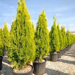 Туя восточная Пирамидалис Ауреа (Platycladus orientalis 'Pyramidalis Aurea')