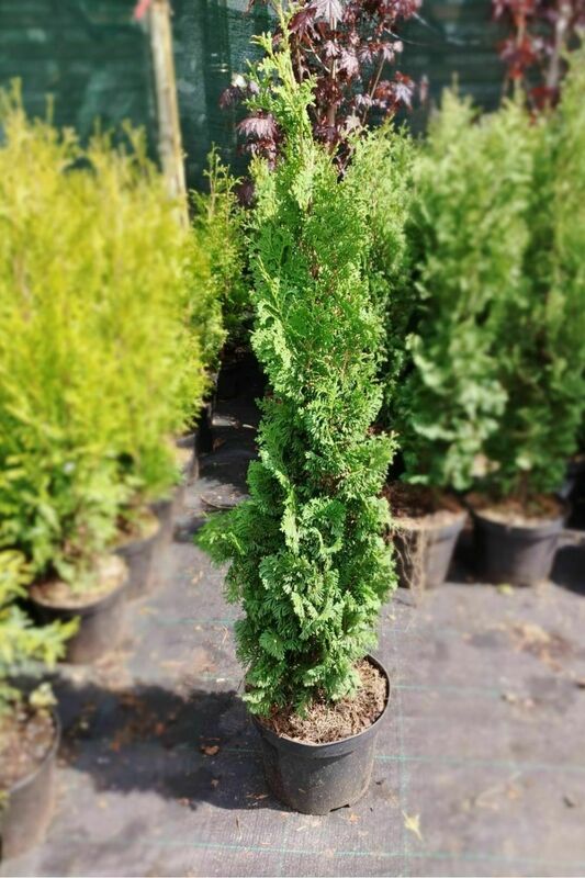Туя западная Бробекс Тауэр (Thuja occidentalis 'Brobeck\'s Tower')