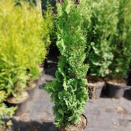 Туя западная Бробекс Тауэр (Thuja occidentalis 'Brobeck\'s Tower')