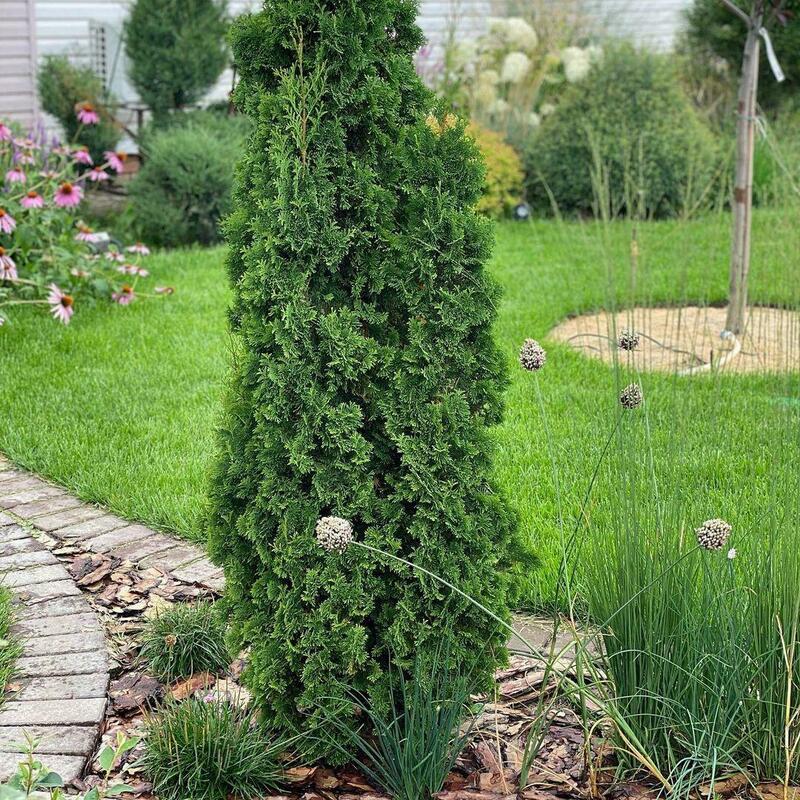Туя западная Зматлик (Thuja occidentalis 'Zmatlik')