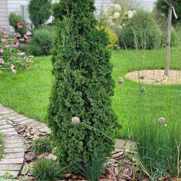 Туя западная Зматлик (Thuja occidentalis 'Zmatlik')