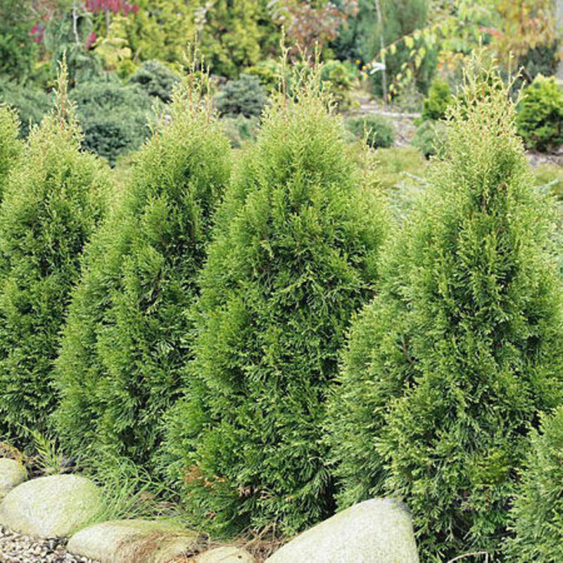 Туя западная Смарагд Витбонт (Thuja occidentalis 'Smaragd Witbont')