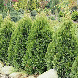 Туя западная Смарагд Витбонт (Thuja occidentalis 'Smaragd Witbont')