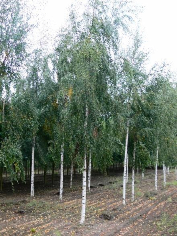 Береза повислая Тристис (Betula pendula 'Tristis')