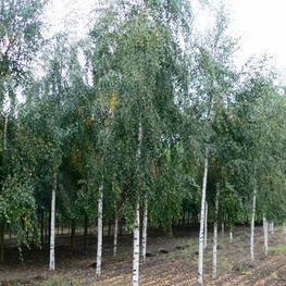 Береза повислая Тристис (Betula pendula 'Tristis')