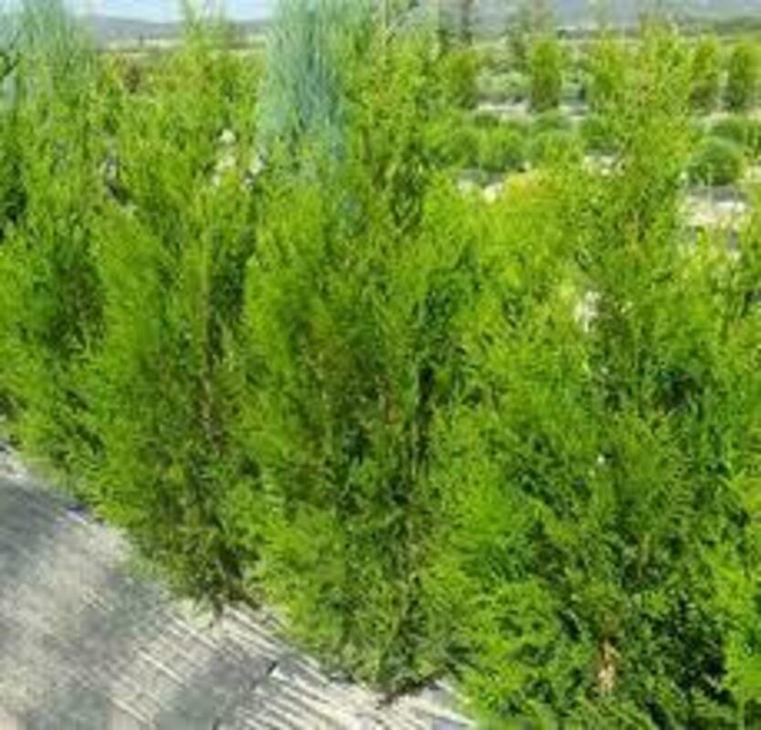 Туя складчатая Атровиренс (Thuja plicata 'Atrovirens')