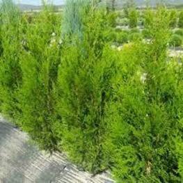 Туя складчатая Атровиренс (Thuja plicata 'Atrovirens')