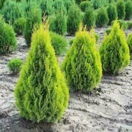 Туя складчатая Даниэллоу (Thuja plicata 'Daniellow')