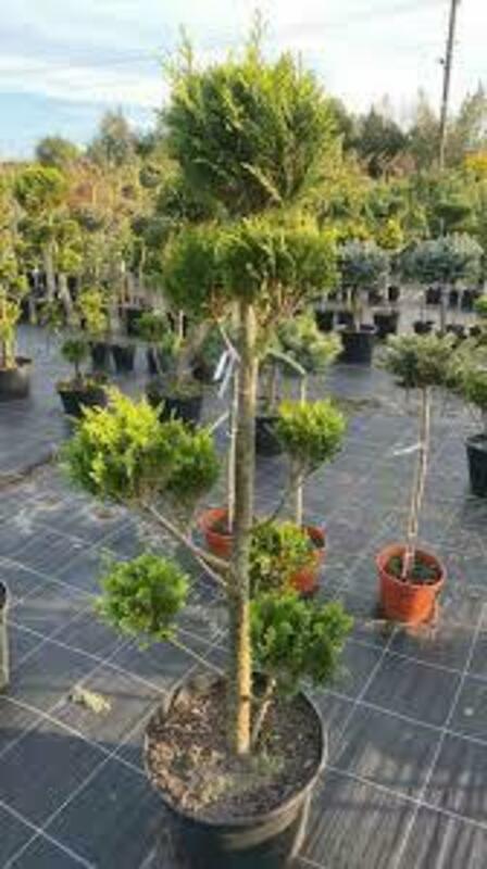 Кипарисовик горохоплодный Булевард (Chamaecyparis pisifera 'Boulevard') ф. помпон