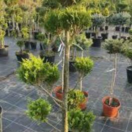 Кипарисовик горохоплодный Булевард (Chamaecyparis pisifera 'Boulevard') ф. помпон