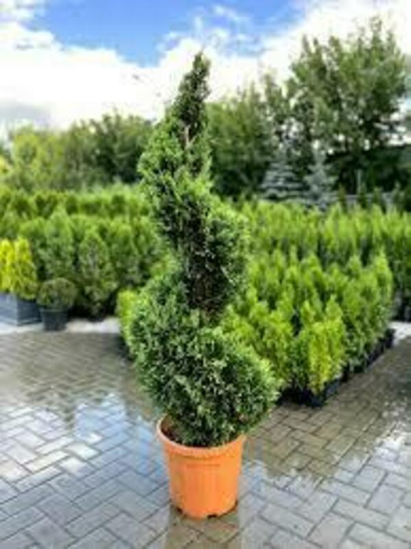 Кипарисовик Лавсона Ивонн (Chamaecyparis lawsoniana 'Yvonne') ф. спираль