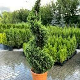 Кипарисовик Лавсона Ивонн (Chamaecyparis lawsoniana 'Yvonne') ф. спираль