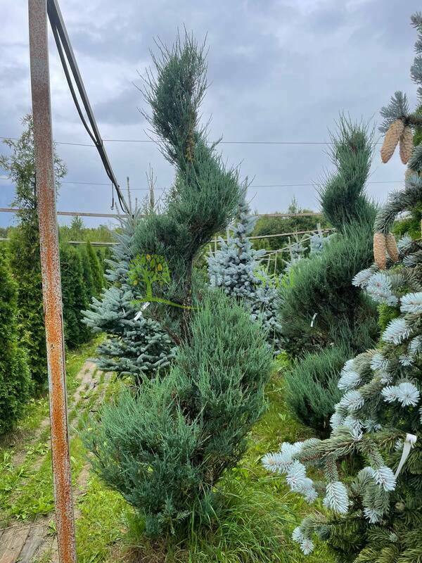 Кипарисовик Лавсона Колумнарис (Chamaecyparis lawsoniana 'Columnaris') ф. спираль