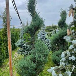 Кипарисовик Лавсона Колумнарис (Chamaecyparis lawsoniana 'Columnaris') ф. спираль