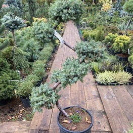 Можжевельник китайский Блю Альпс (Juniperus chinensis 'Blue Alps')