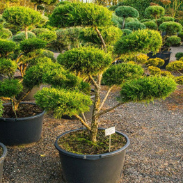 Можжевельник китайский Куривао Голд (Juniperus chinensis 'Kuriwao Gold')