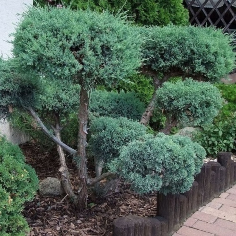 Можжевельник чешуйчатый Хольгер (Juniperus squamata 'Holger')