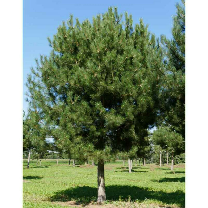 Сосна черная австрийская (Pinus nigra) (на штамбе)