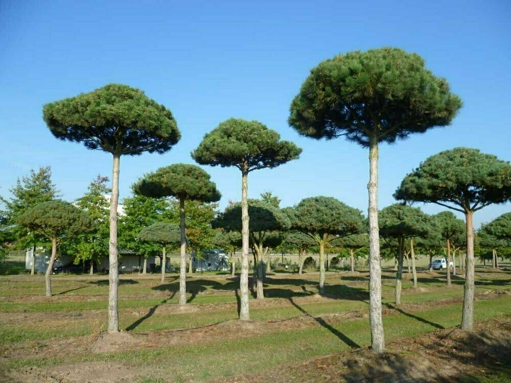 Сосна обыкновенная Пиния (Pinus sylvestris 'Pinia')