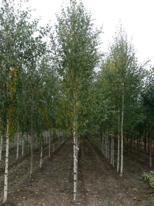 Береза повислая Цвитсер Глори (Betula pendula 'Zwitser Glorie')