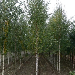 Береза повислая Цвитсер Глори (Betula pendula 'Zwitser Glorie')