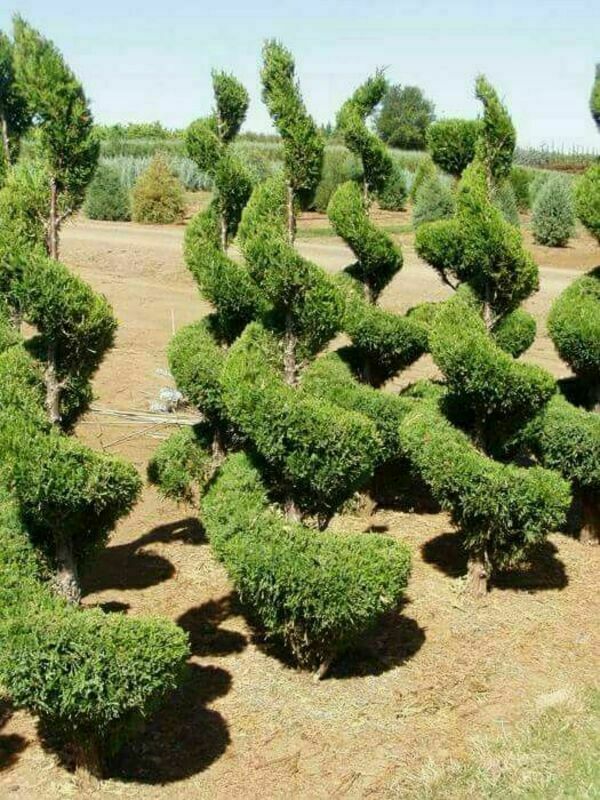 Можжевельник китайский Спартан (Juniperus chinensis 'Spartan') ф. спираль